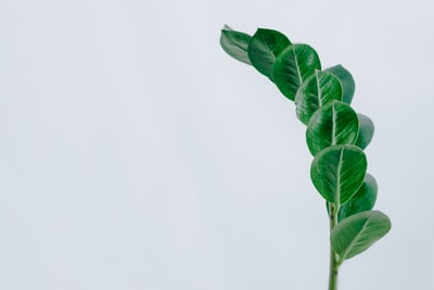 绿叶植物
